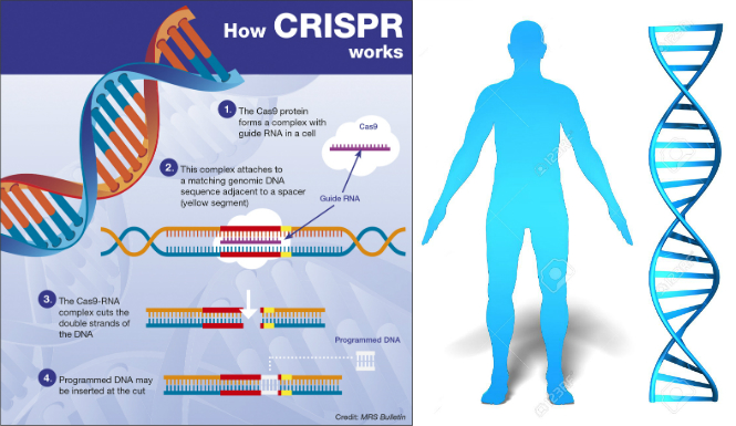 CRISPR/Cas9
